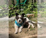 Small #4 Mutt