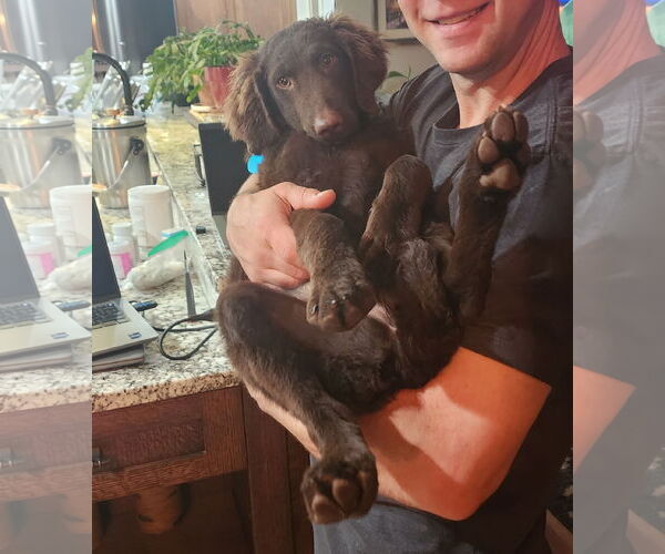 Medium Photo #3 Labradoodle Puppy For Sale in Bellevue, WA, USA