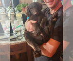 Small #2 Labradoodle