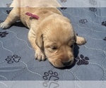Puppy Puppy 2 Labrador Retriever