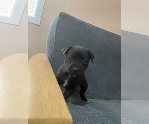Newt - Male Labrador Retriever-Unknown Mix Dog for Adoption - Photo #2