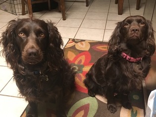Mother of the Boykin Spaniel puppies born on 08/16/2018