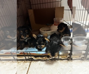 Silkshire Terrier Puppy for sale in SAN BERNARDINO, CA, USA
