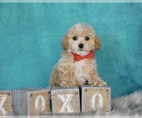 Medium Photo #5 Bichpoo Puppy For Sale in WARSAW, IN, USA
