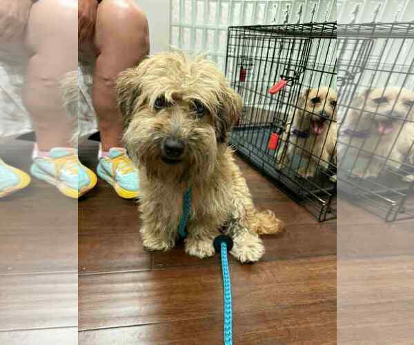 Medium Photo #2 Schweenie Puppy For Sale in Holly Springs, NC, USA