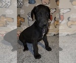 Small #1 Great Dane