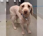 Small Poodle (Standard) Mix