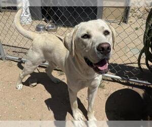 Labrador Retriever Dogs for adoption in HESPERIA, CA, USA