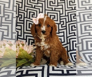Cavapoo Puppy for sale in OXFORD, PA, USA