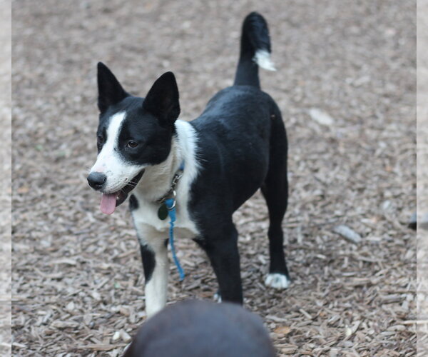 Medium Photo #5 Border Collie-Unknown Mix Puppy For Sale in Paso Robles, CA, USA