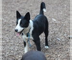 Small #4 Border Collie Mix