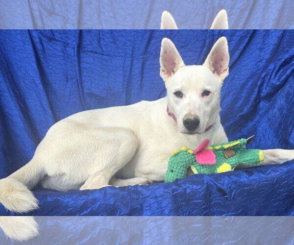 Medium Photo #4 Huskies -white german shepherd Mix Puppy For Sale in Cuba, NY, USA