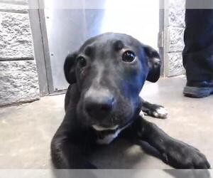 German Shepherd Dog Dogs for adoption in Tulsa, OK, USA