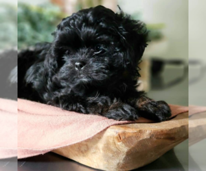 ShihPoo Puppy for Sale in CORBIN, Kentucky USA