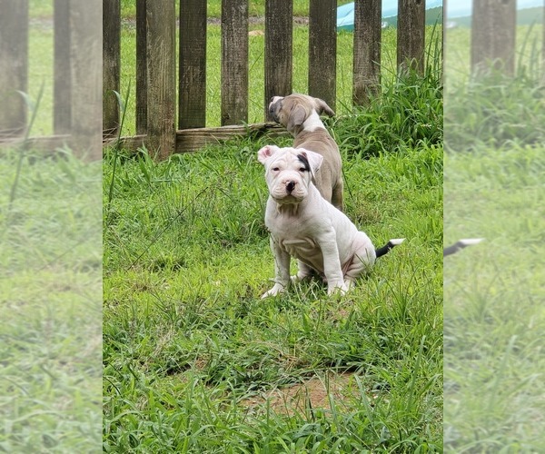 Medium Photo #4 American Bully Puppy For Sale in ACWORTH, GA, USA