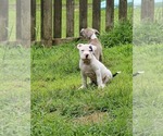 Small #3 American Bully