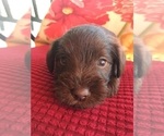 Small Photo #6 Schnauzer (Miniature) Puppy For Sale in CAPE CORAL, FL, USA