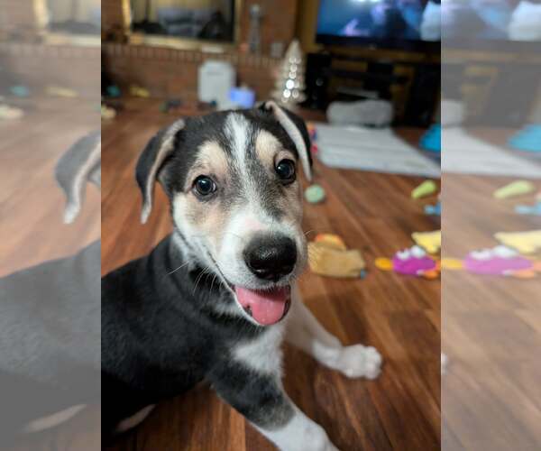 Medium Photo #9 Siberian Husky-Unknown Mix Puppy For Sale in Plainfield, IL, USA