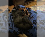 Small #8 Doberman Pinscher