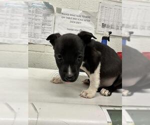 Mutt Dogs for adoption in Chula Vista, CA, USA