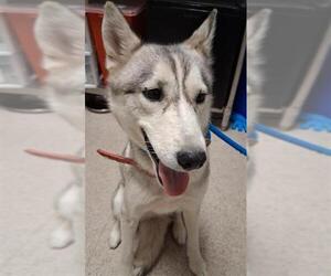 - Mix Dogs for adoption in Bakersfield, CA, USA
