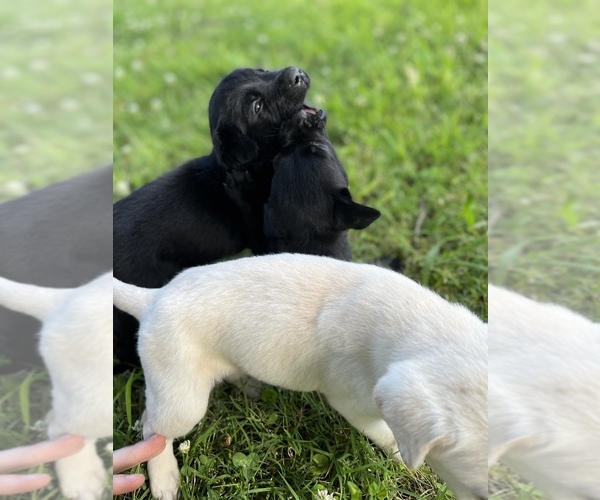 Medium Photo #3 Labrador Retriever Puppy For Sale in ADA, OK, USA