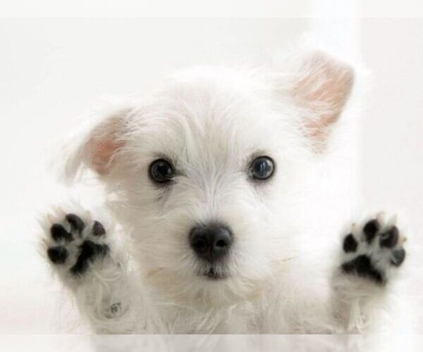 Medium Photo #1 West Highland White Terrier Puppy For Sale in RENO, NV, USA