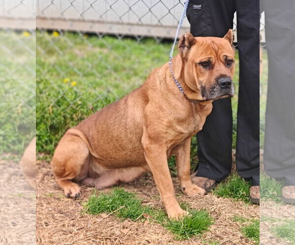 Medium Photo #4 Mutt Puppy For Sale in Talladega, AL, USA