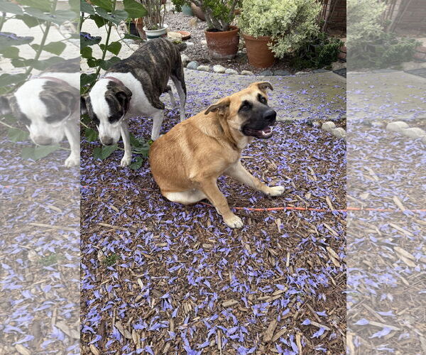 Medium Photo #4 Mutt Puppy For Sale in Fallbrook, CA, USA