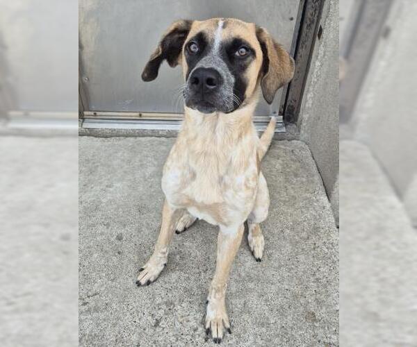 Medium Photo #1 Anatolian Shepherd-Unknown Mix Puppy For Sale in Decatur, IL, USA