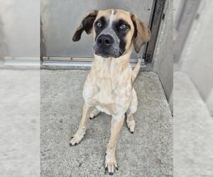 Anatolian Shepherd-Unknown Mix Dogs for adoption in Decatur, IL, USA