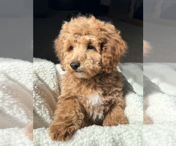Medium Photo #3 Poodle (Miniature) Puppy For Sale in GRASS LAKE, MI, USA