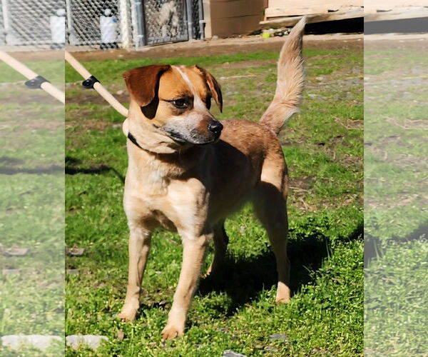 Medium Photo #1 Mutt Puppy For Sale in Wetumpka, AL, USA