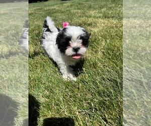 Shih Tzu Puppy for sale in WESTLAND, MI, USA