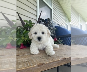 Poochon Puppy for sale in PRINCETON, KY, USA