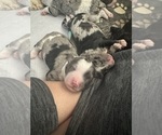 Small Photo #45 Aussiedoodle-Bernedoodle Mix Puppy For Sale in BELTON, SC, USA