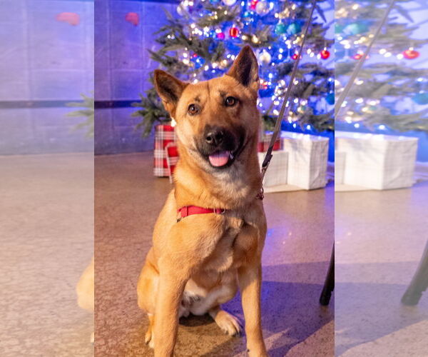 Medium Photo #3 Mutt Puppy For Sale in Princeton, MN, USA