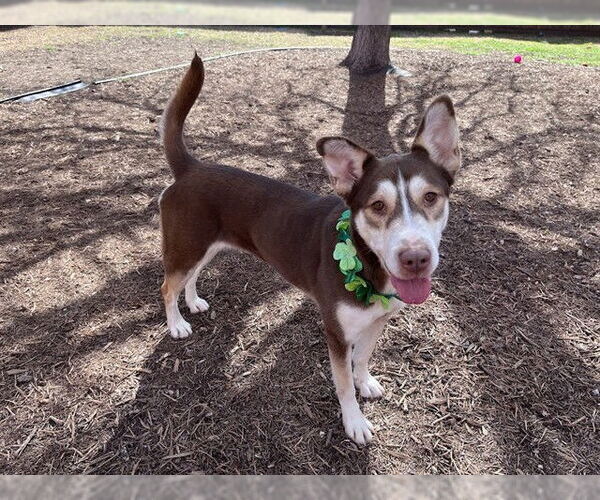 Medium Photo #3 Siberian Husky-Unknown Mix Puppy For Sale in Plano, TX, USA