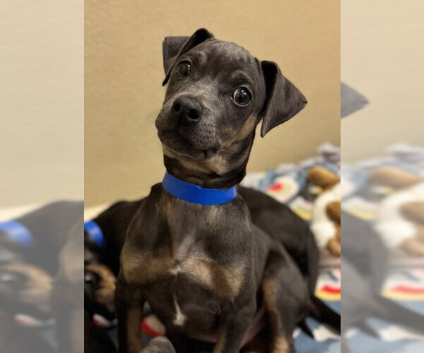 Medium Photo #3 Mutt Puppy For Sale in Pleasanton, CA, USA