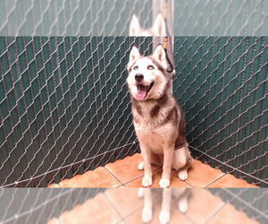 Siberian Husky-Unknown Mix Dogs for adoption in Downey, CA, USA