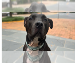 Small #16 Great Dane Mix