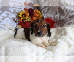 Small #6 Dachshund