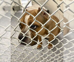 Mutt Dogs for adoption in Mooresville, NC, USA