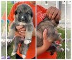 Puppy Gray German Shepherd Dog-Great Pyrenees Mix