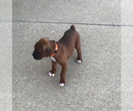 Small #3 Boxer