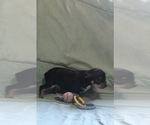 Small Photo #6 Chihuahua Puppy For Sale in BLACKSTONE, VA, USA