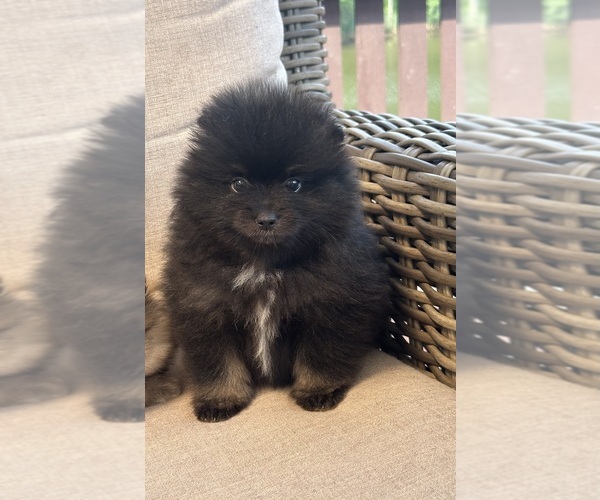 Medium Photo #9 Pomeranian Puppy For Sale in GLEN BURNIE, MD, USA