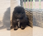 Small #8 Pomeranian