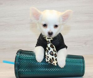 Chihuahua Puppy for Sale in LAS VEGAS, Nevada USA