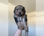 Puppy 4 Havanese-Miniature Australian Shepherd Mix